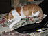 Reba the reclusive wallflower and possibly Sam's sister.  A Reba sighting at my house is a rare thing for most visitors.