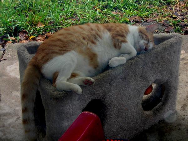 Sam (Samson) asleep on the job.  I believe this is the day the mouse got into the house.  It doesn't appear to me that he's missed many meals though...