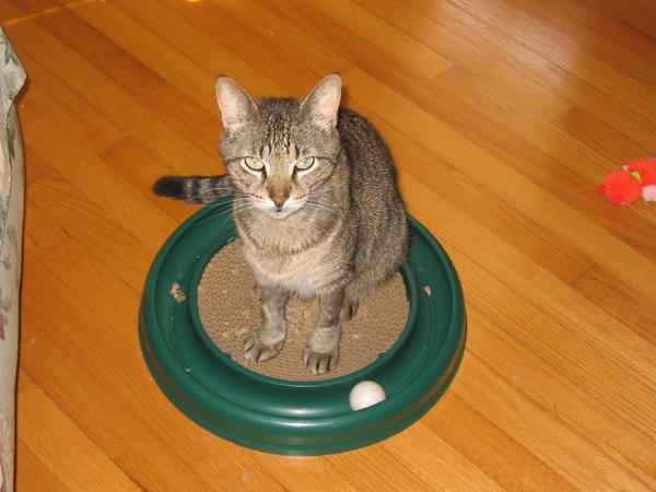 Max, the only cat out of 16 that I actually got at the Humane Society.