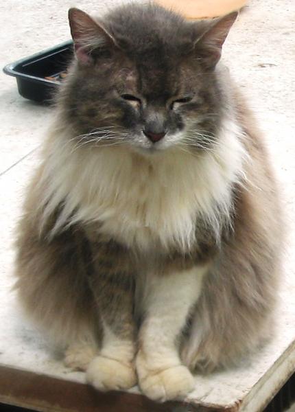 Miss Kitty who has recently crossed the Rainbow Bridge.  When the nasty neighbors left 10 years ago, they left her behind and she came to live with me for which I will always be grateful because she was a gentle soul and I miss her lots.