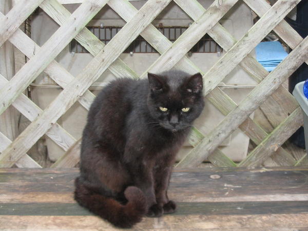 Miss Blackie...someone else's cast off who's adjusted to life with my gang.
