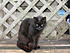 Miss Blackie...someone else's cast off who's adjusted to life with my gang.
