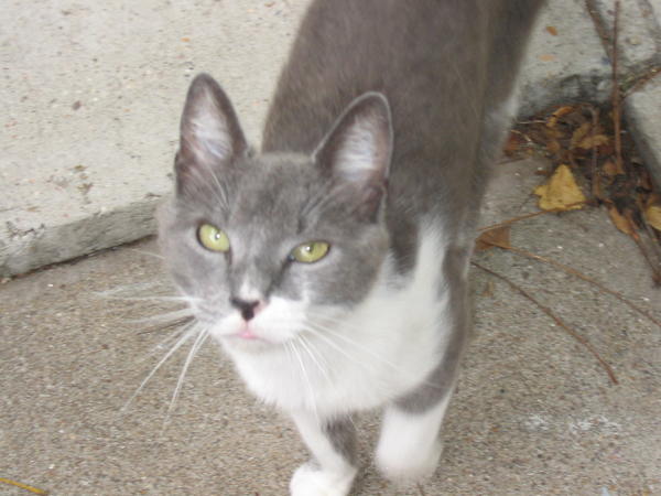 Mr. Bailey, I have a definite soft spot in my heart for this special cat.  His favorite foods are tomatoes and strawberry licorice and he sleeps under the covers with me all winter long.