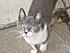 Mr. Bailey, I have a definite soft spot in my heart for this special cat.  His favorite foods are tomatoes and strawberry licorice and he sleeps...