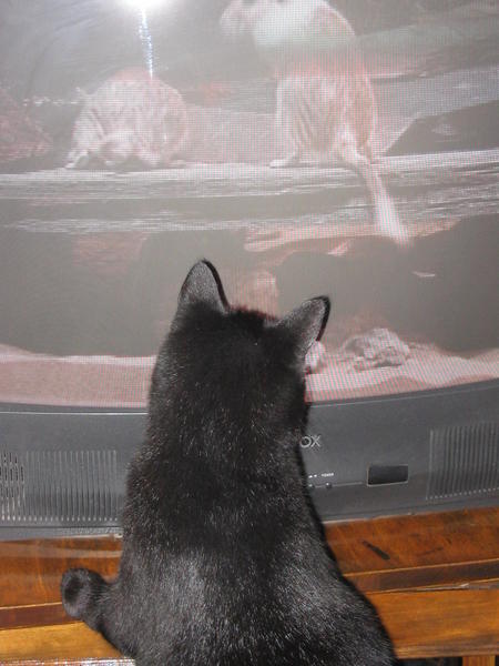 Azriel watching the pet sitter video also.