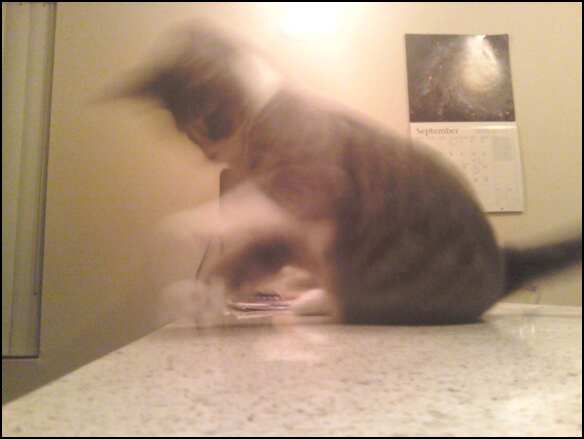 baby Proton playing on the counter!