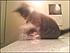 baby Proton playing on the counter!