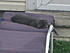 my feral cat and kittens