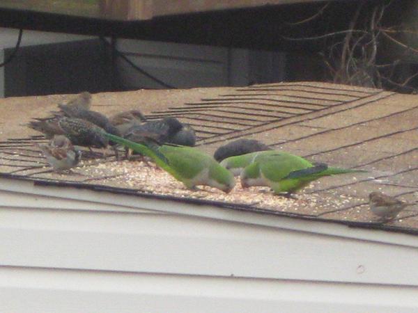 parrots again