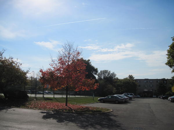 Maple tree in front of my building, October 10, 2010.  You can see I waited too long to take the picture because the tree has already lost some of its leaves.  But it was in fall color - pretty!
