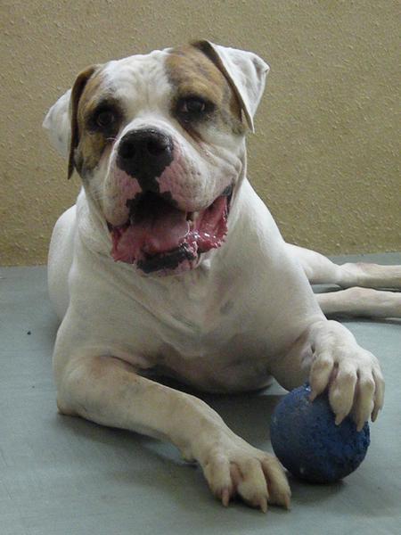 I dare you take the ball! :P