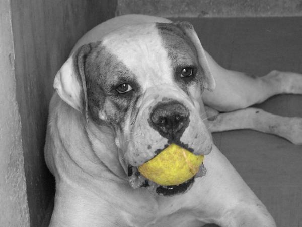 He's obsessed with his ball lol