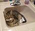 I like the sink!