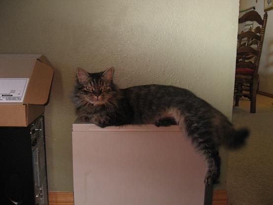 Hidenka on a computer