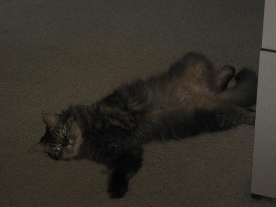 Hidenka stretched out on the floor