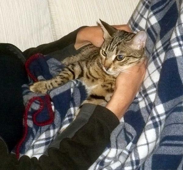 2 Kiri lap