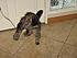 Princess jumping at the catnip bag