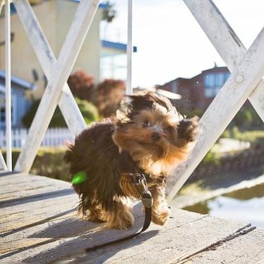 Action Shot!