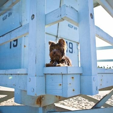 Chillin' on the LifeGuard Shack