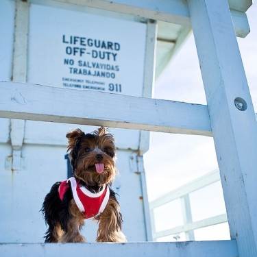 The life guard is OFF duty!, so there!
