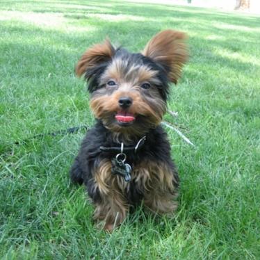 Playing at the Park