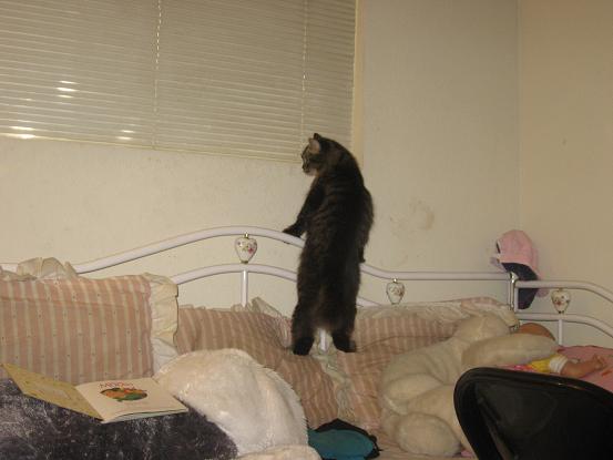 Princess getting on the windowsill