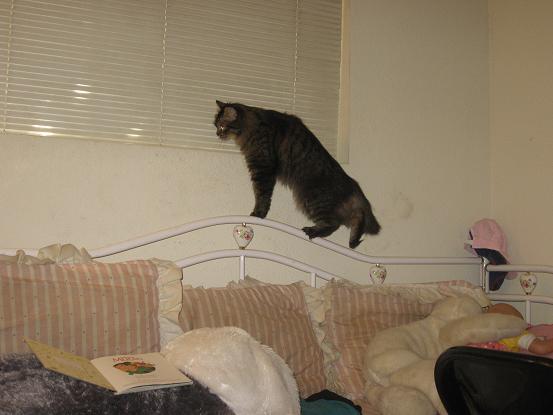 Princess getting on the windowsill