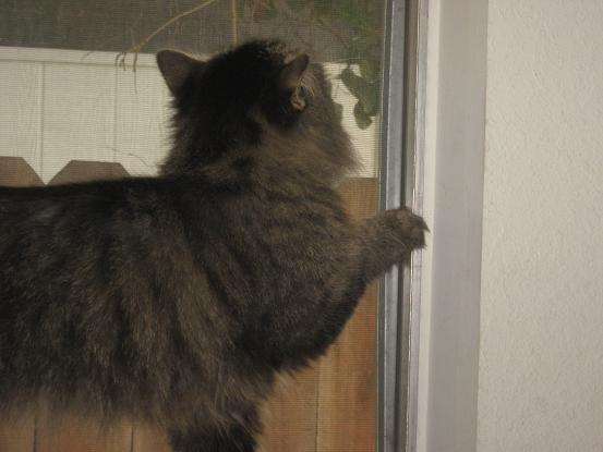 Princess wants the window opened!