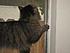 Princess wants the window opened!