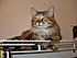 Maine Coon