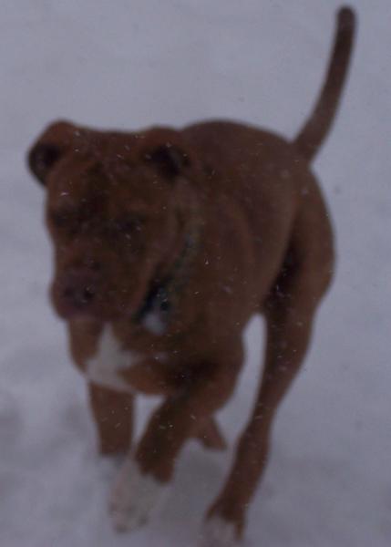 dashing through the snooooow
