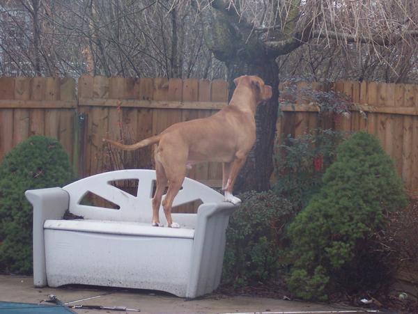 where's that darn squirrel??