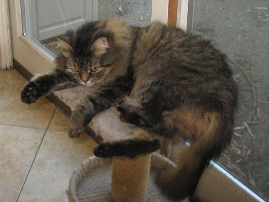 Duchess relaxing on the scratching post
