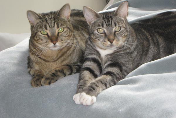 Abigail and Malee, Cat of the Day photo November 30, 2010