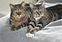 Abigail and Malee, Cat of the Day photo November 30, 2010