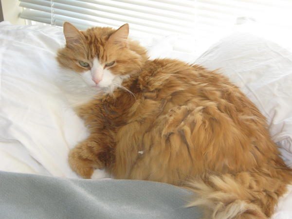 Let me sleep