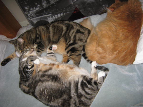 Cat luxury
