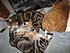 Cat luxury