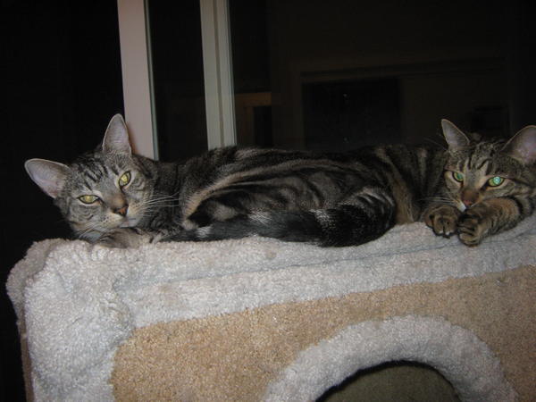 The girls