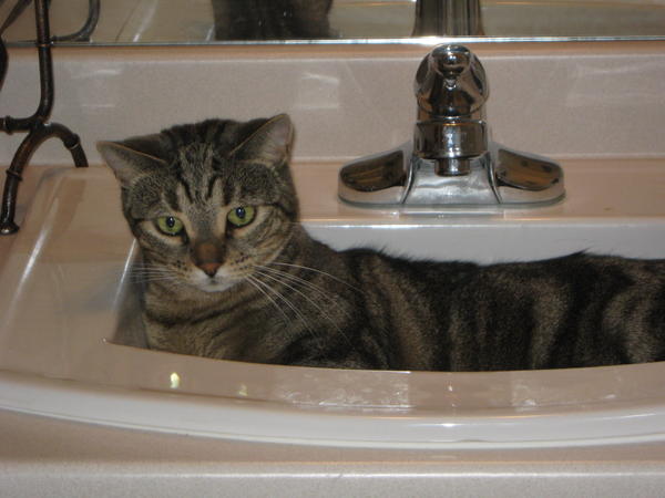 Abigail in her favourite spot.