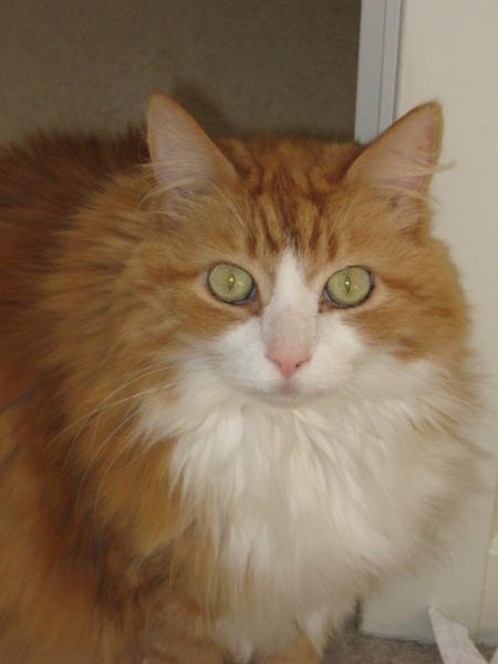 Roger, the senior citizen (16 1/2 as of December 2010)