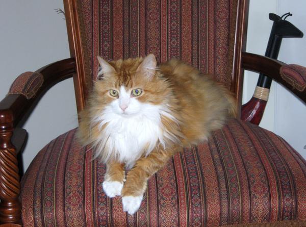 Regal Roger