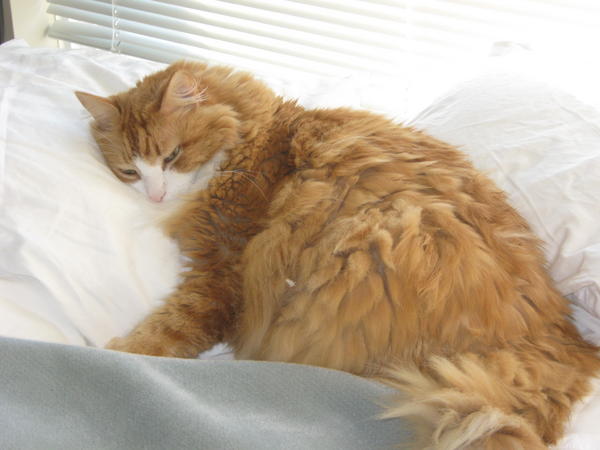 Ahhh, my pillow
