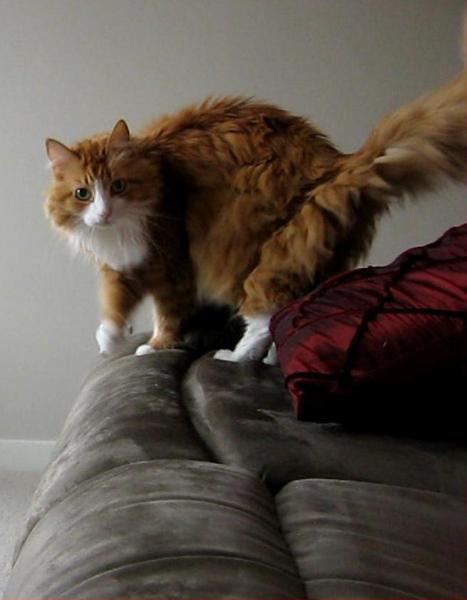 Oh, I didn't notice you there. Hello! I see you have cheese!