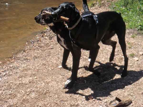 Bode and Hudson at the swimming hole