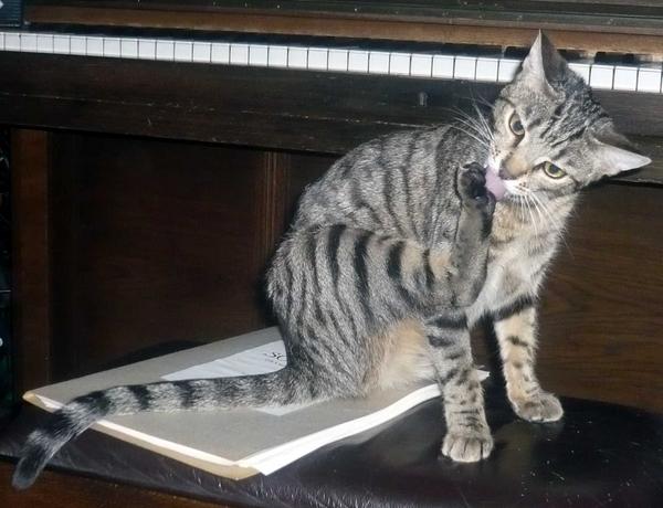 4 Kiri piano