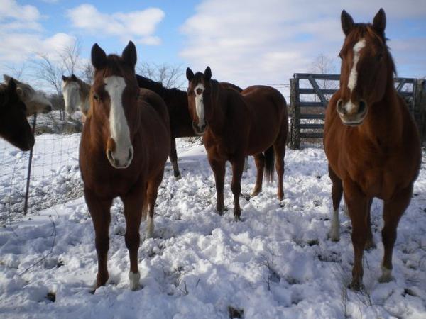 Razz, Jack and Gus on a snowy day