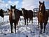 Razz, Jack and Gus on a snowy day