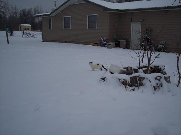 Sally Cat is my little huntress, out looking for mice or field rats even on snowy days!