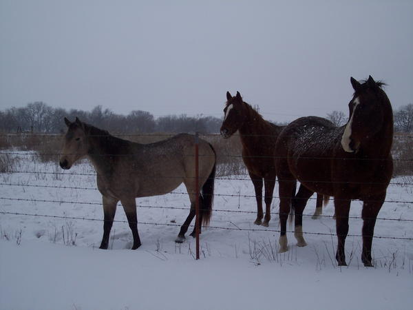 Whiskey, Gertie and Oliver on a snowy day